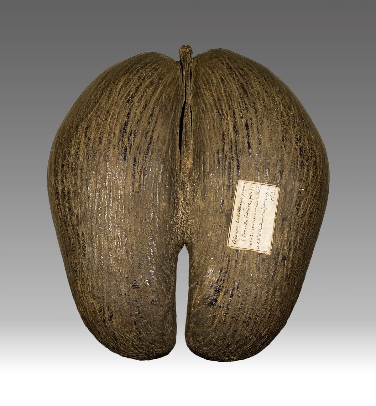 The forbidden fruit of paradise? The ‘discovery’ of the coco de mer, Seychelles' treasured national symbol